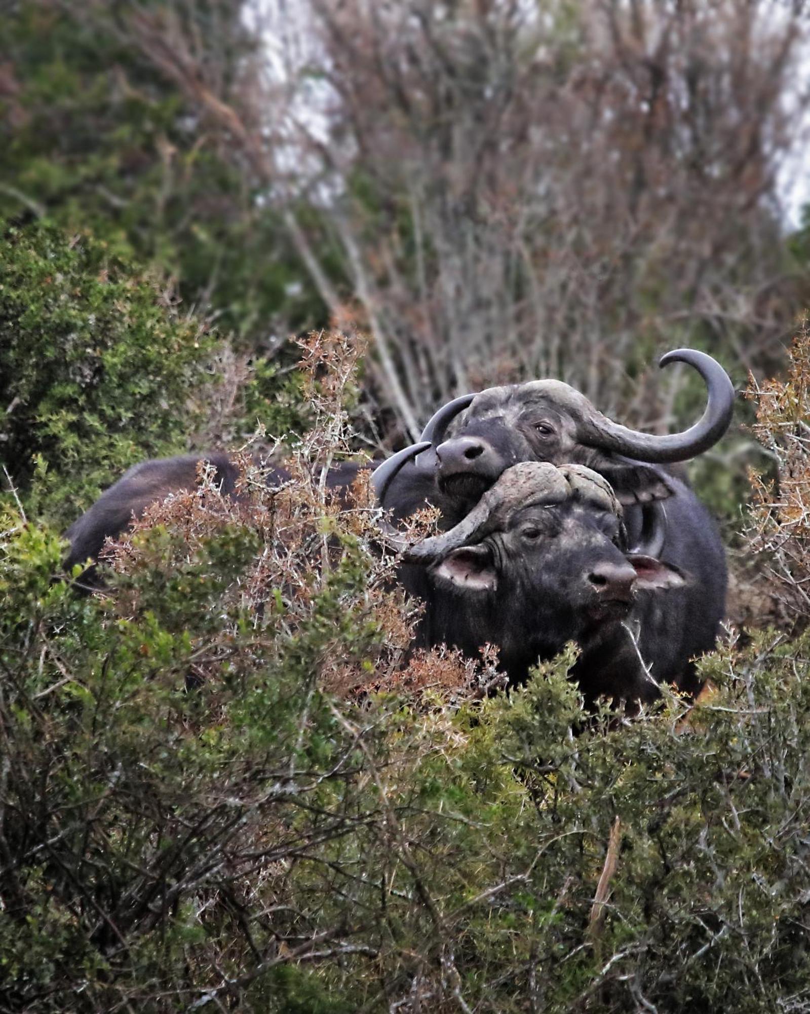 Riverbend Lodge Addo Exteriér fotografie
